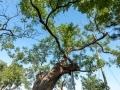 송천리 회화나무 보호수 썸네일 이미지
