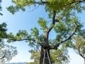 송천리 회화나무 보호수 썸네일 이미지
