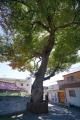 남양주 내각리 느티나무 썸네일 이미지