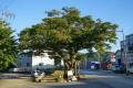 남양주 녹촌리 느티나무 썸네일 이미지