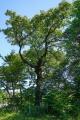 남양주 덕송리 상수리나무 썸네일 이미지
