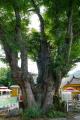 남양주 금남리 느티나무 썸네일 이미지