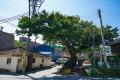남양주 차산리 느티나무 썸네일 이미지