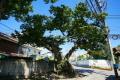 남양주 차산리 느티나무 썸네일 이미지