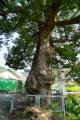 남양주 답내리 느티나무 썸네일 이미지