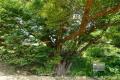 남양주 월산리 느티나무 썸네일 이미지