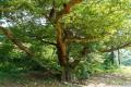 남양주 월산리 느티나무 썸네일 이미지
