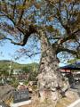 함양리 느티나무 썸네일 이미지