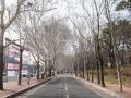 경북대학교 박물관 근처의 양버즘나무 가로수 썸네일 이미지