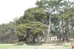 천연기념물 212호 후박나무 썸네일 이미지
