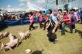 제4회 의성 쌀 문화 축제 돼지 잡기 체험 썸네일 이미지