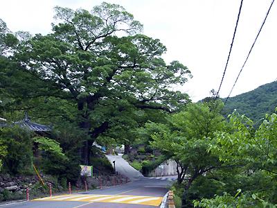 하동의 보호수 썸네일 이미지