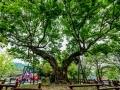 도원동 느티나무 썸네일 이미지